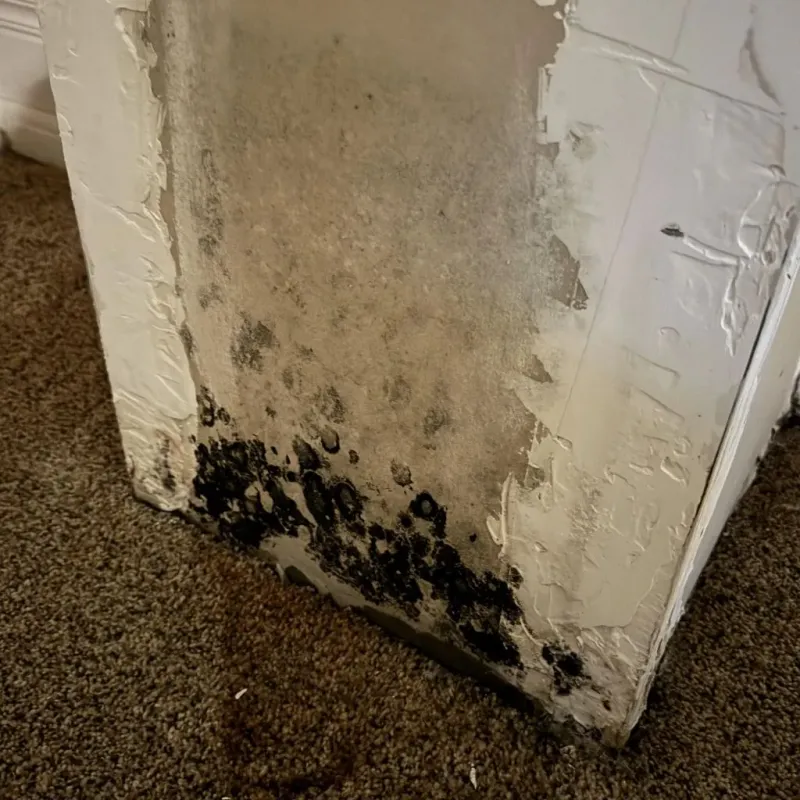 Professional Mold Removal in Tornado, WV